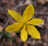 Narcissus cavanillesii1 © Teresa Farino